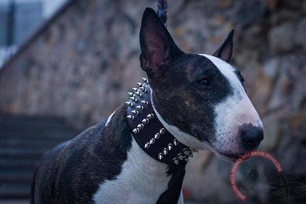 English Bullterrier brown leather collar with rust-proof spikes for better comfort