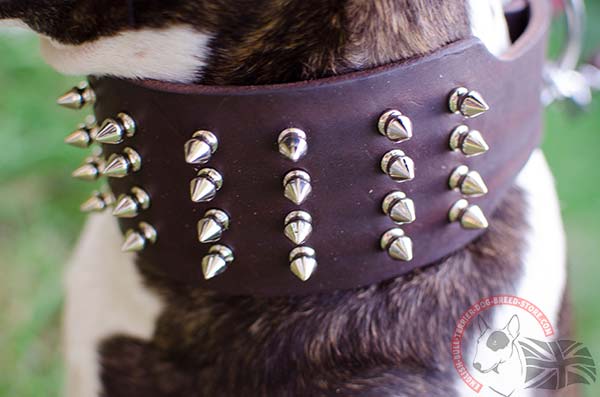 English Bullterrier brown leather collar with durable spikes for stylish walks