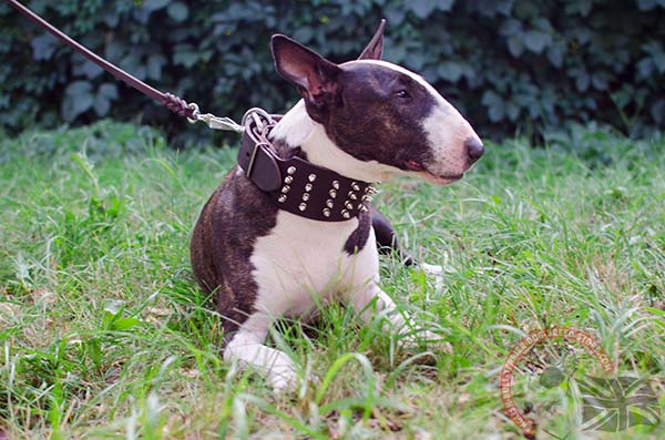 English Bullterrier brown leather collar with strong hardware for improved control