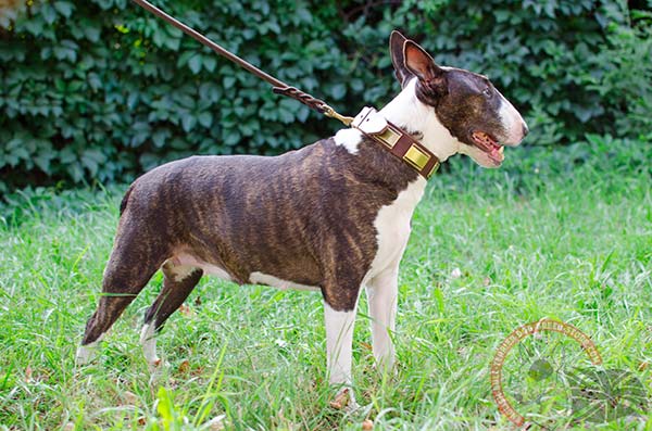 English Bullterrier brown leather collar of genuine materials with plates set in row for stylish walks