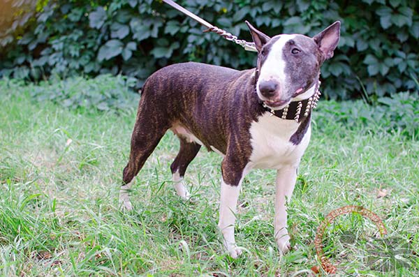 Extra Strong English Bullterrier Collar for Walking