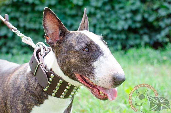 Natural Leather English Bullterrier collar for Walking 