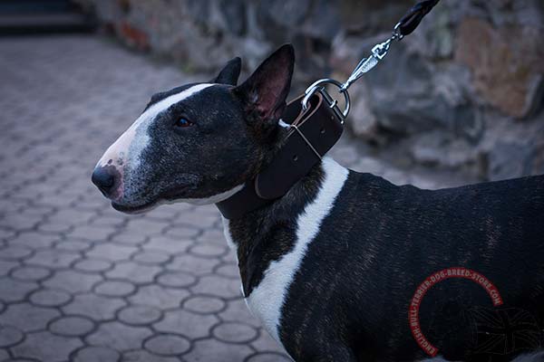 Simple design leather English Bull Terrier collar for everyday walking and training