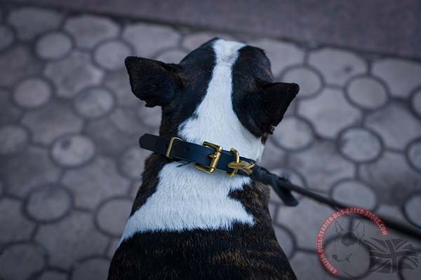 Leather English Bullterrier collar with brass studs for everyday use