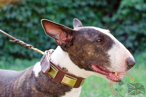 Natural Leather English Bullterrier collar 