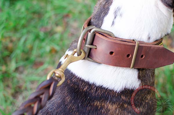 Buckled Leather English Bullterrier Collar