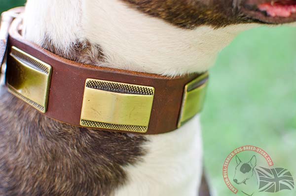 English Bullterrier collar with brass Plates