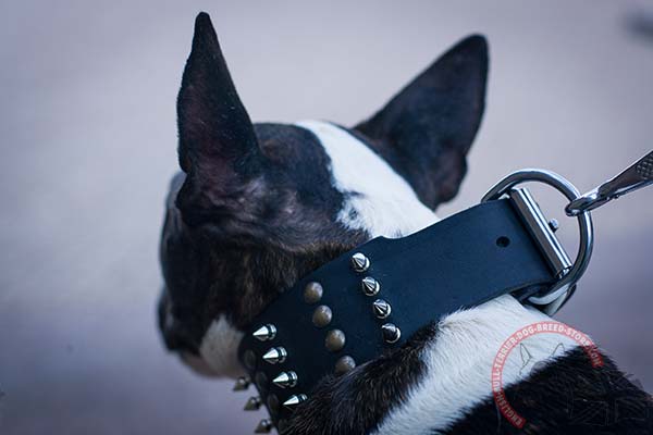 Extra Strong English Bullterrier Collar with Nickel Plated Hardware