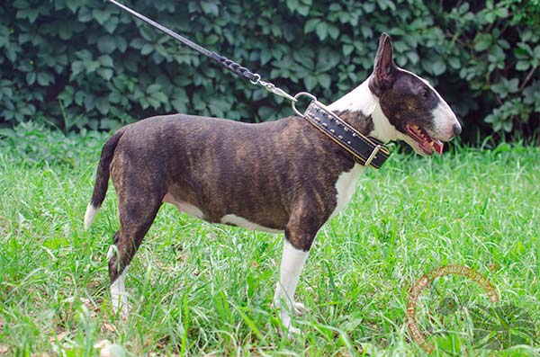 Decorated English Bullterrier collar for daily activities