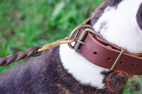 Decorated leather English Bullterrier collar with brass hardware