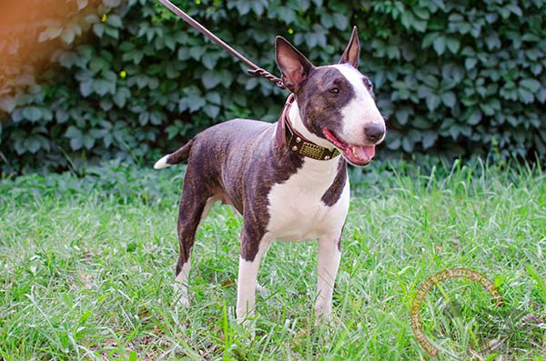 Super leather English Bullterrier collar with decorations