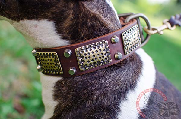 Amazing English Bullterrier collar with massive plates and nickel pyramids