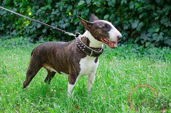 Leather English Bullterrier collar with nickel decorations for walks