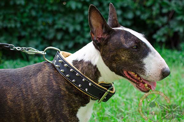 Amazing leather English Bullterrier collar with nickel spikes