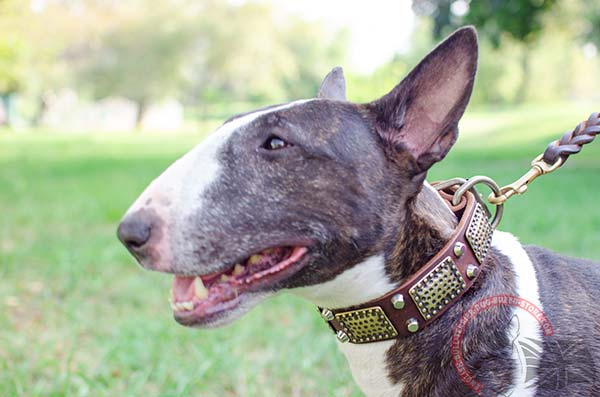 Leather English Bullterrier collar with plates and cones for everyday use