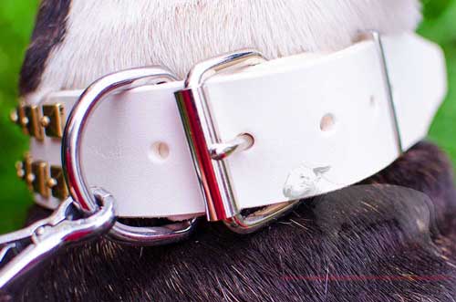 Solid Nickel Plated Buckle of Studded White Leather Dog Collar