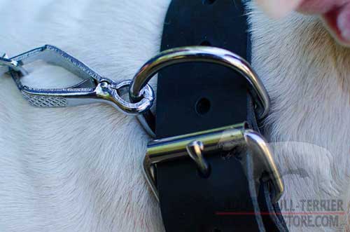 Strong D-Ring on Bull Terrier Collar