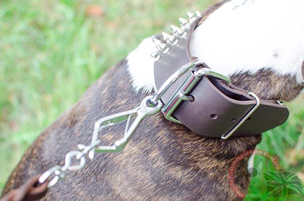 Buckled Leather English Bullterrier Collar with Spikes