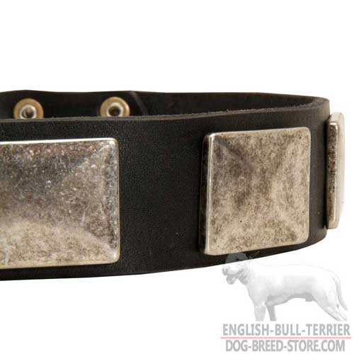 Massive Nickel Plates on Wide Leather Bull Terrier Collar