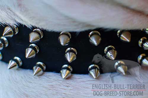 Nickel Spikes on Bull Terrier Collar 