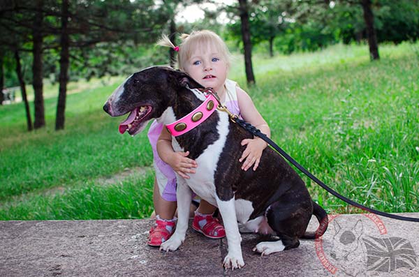 Amazing design pink English Bullterrier collar decorated with studs