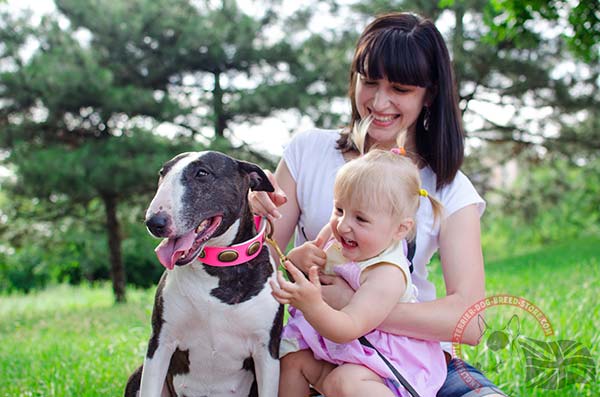 Decorated English Bullterrier collar for everyday use