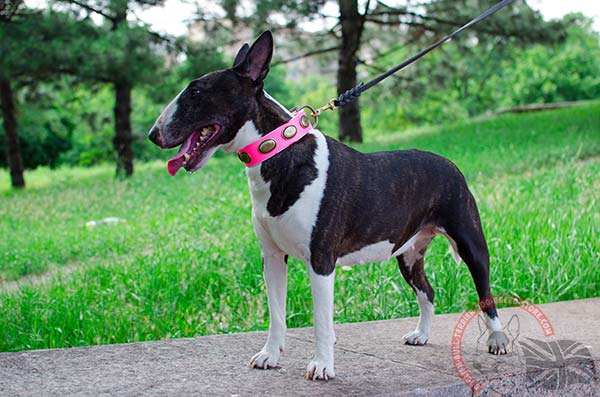 Luxury pink English Bullterrier collar with oval studs