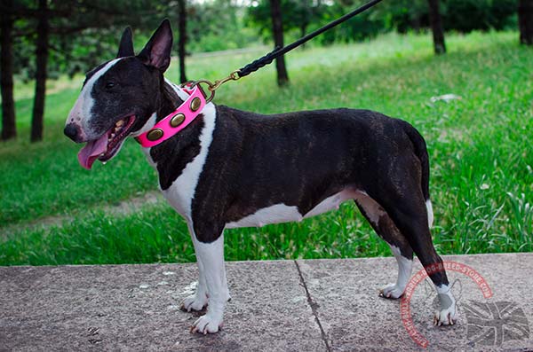 Stylish English Bullterrier collar 