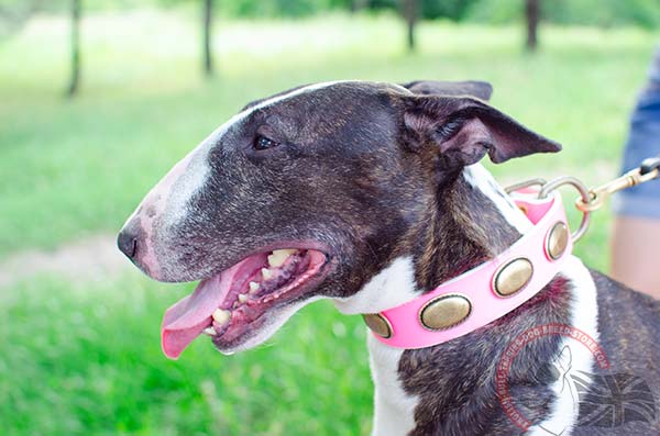 English Bullterrier collar with riveted decoration