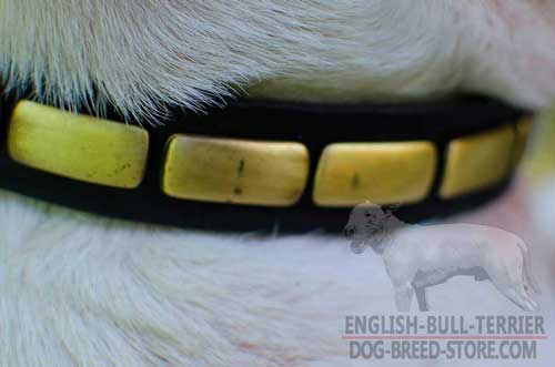 Plates on Leather Bull Terrier Collar for Walking