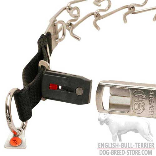 Strong Quick Release Buckle on Walking Bull Terrier Pinch Collar