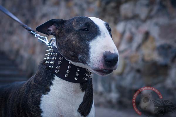 Long-Lasting English Bullterrier Collar