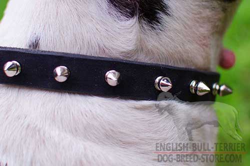 Rust Resistant Nickel Plated Spikes on Fabulous Leather Dog Collar