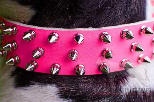 Three Rows of Nickel Spikes on Fancy Leather Dog Collar