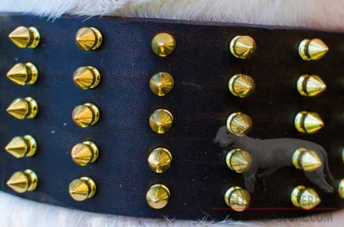 Riveted Brass Spikes On Extra Wide Leather Dog Collar