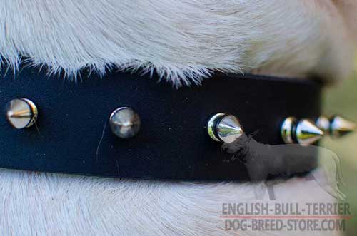 Rustless Spikes On Narrow Leather Dog Collar