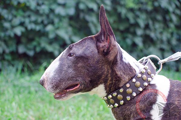 Top Quality Leather English Bullterrier Collar