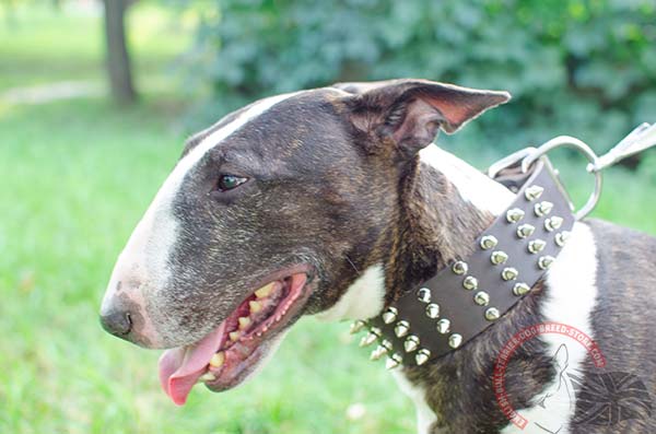 Leather English Bullterrier Collar with Stylish Decorations