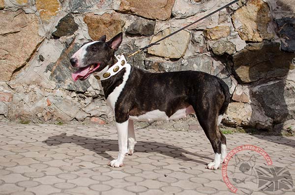 Superb white English Bullterrier collar with brass fittings