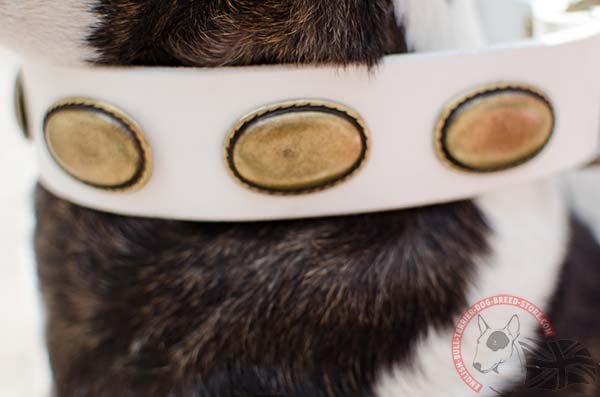 Awesome white English Bullterrier collar with massive decorations