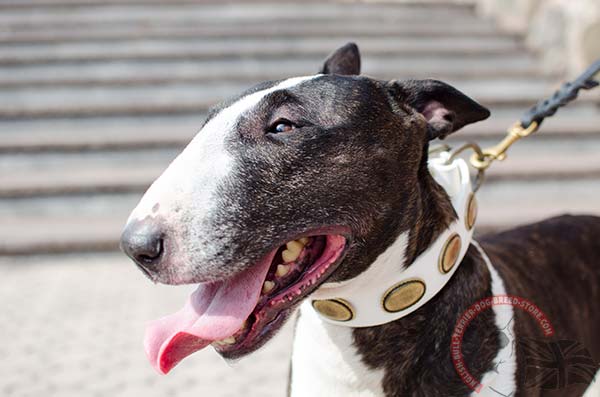 Fantastic white English Bullterrier leather collar with oval studs