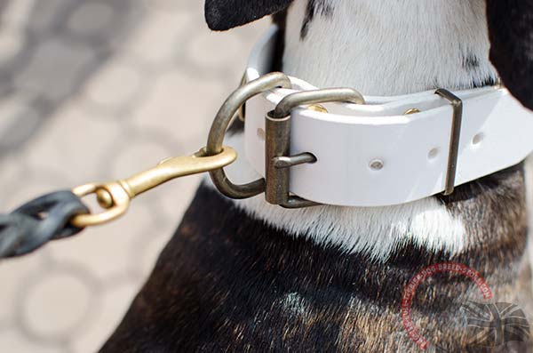 White English Bullterrier collar with rust proof hardware for walks