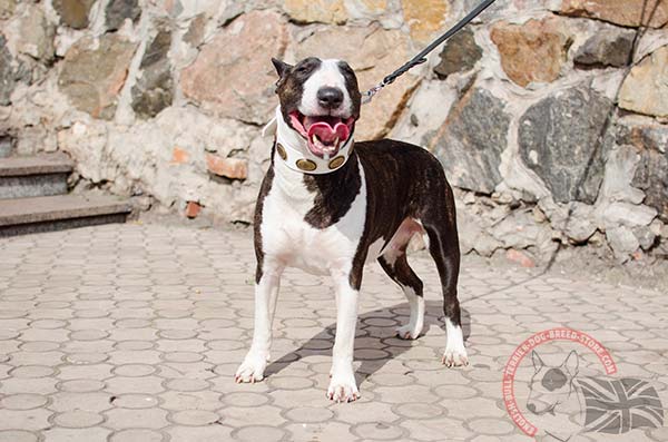 Amazing white English Bullterrier collar with vintage oval plates
