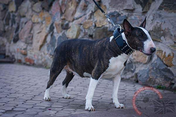 Leather English Bullterrier Collar with Decorations