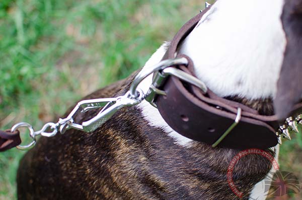 Leather English Bullterrier Collar with Nickel Plated Buckle and D-Ring