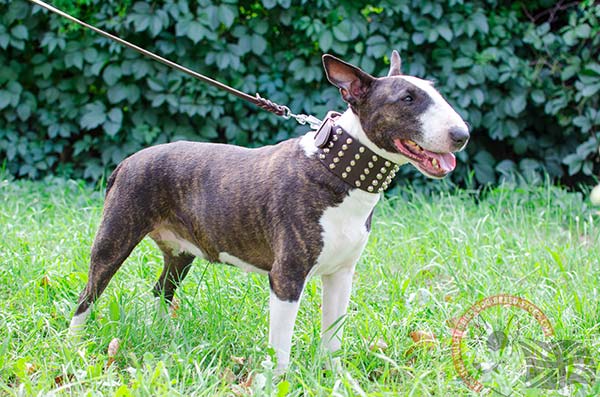 English Bullterrier Collar with Perfect Decorations