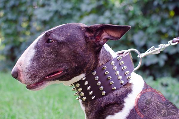 English Bullterrier Collar with Amazing Decorations