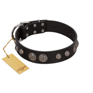"Tricky Ricky" FDT Artisan Black Leather English Bull Terrier Collar Adorned with Silver-Like Conchos