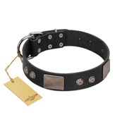 "Square Stars" Modern FDT Artisan Black Leather English Bull Terrier Collar with Square Plates and Studs