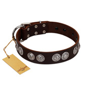 "High and Mighty" FDT Artisan Classy Brown Leather English Bull Terrier Collar with Embellished Brooches